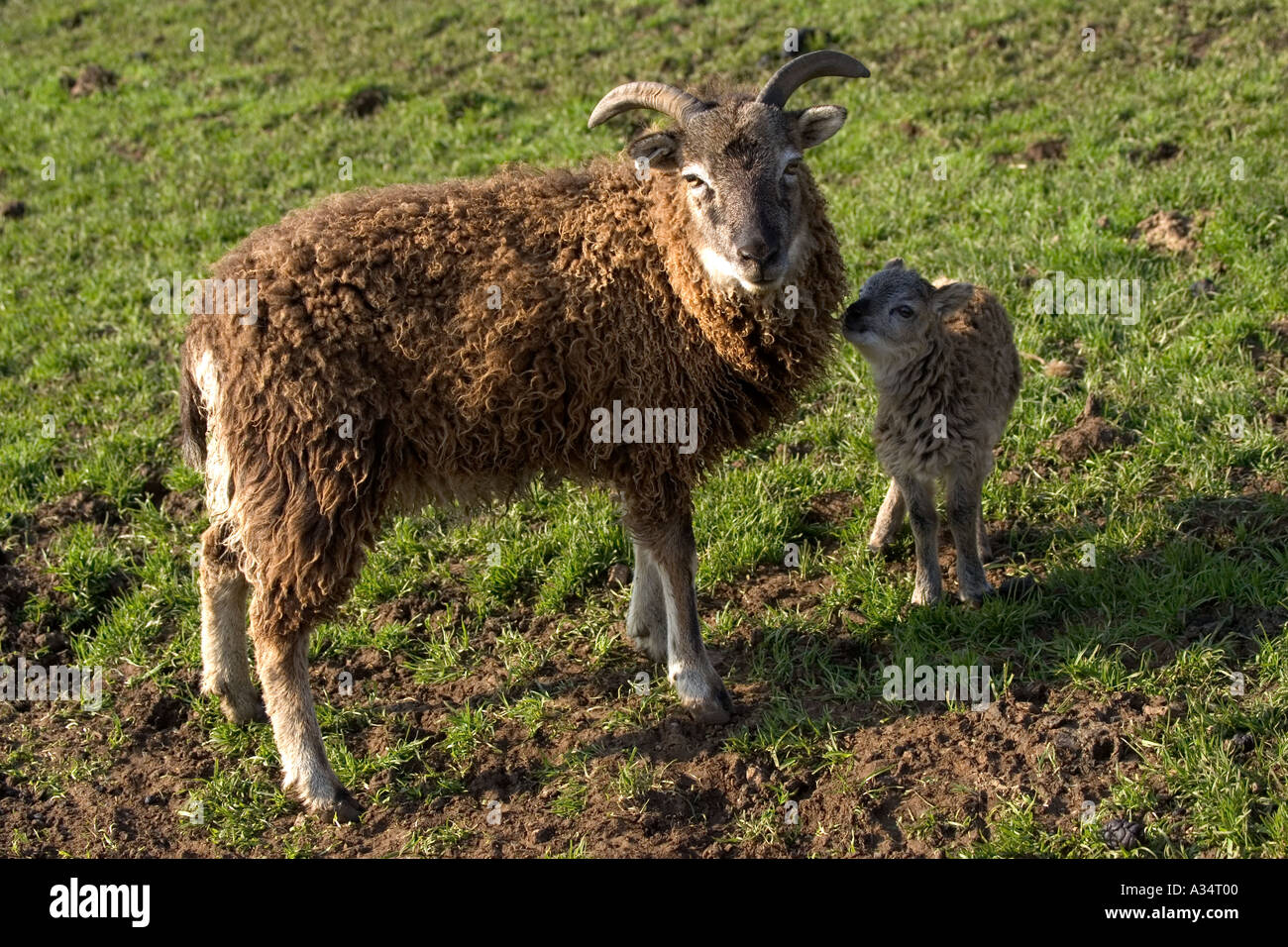 Cotswold farm park lamb hires stock photography and images Alamy