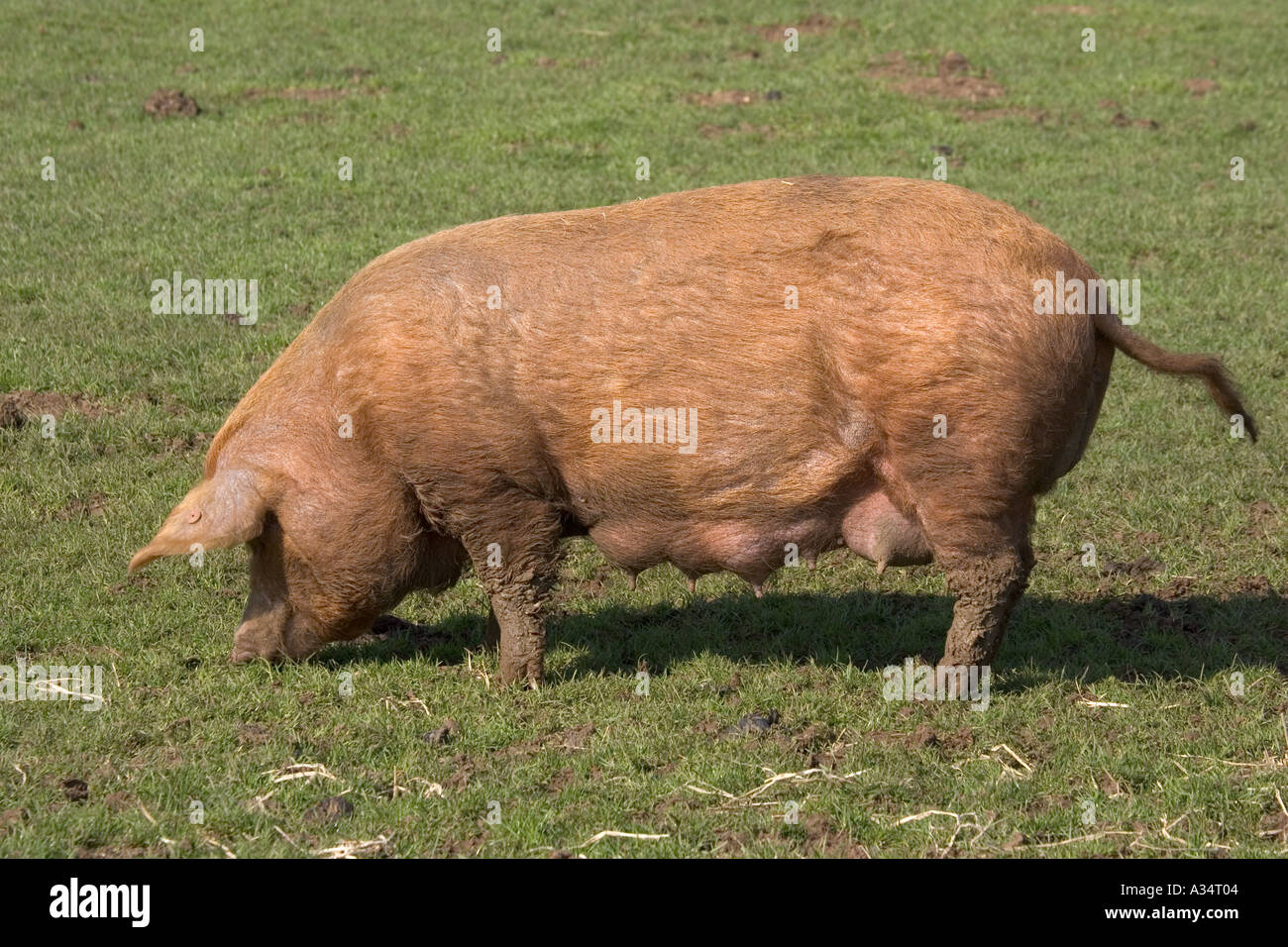 Tamworth sow grazing Cotswold Farm Park Temple Guiting Gloucestershire UK Stock Photo