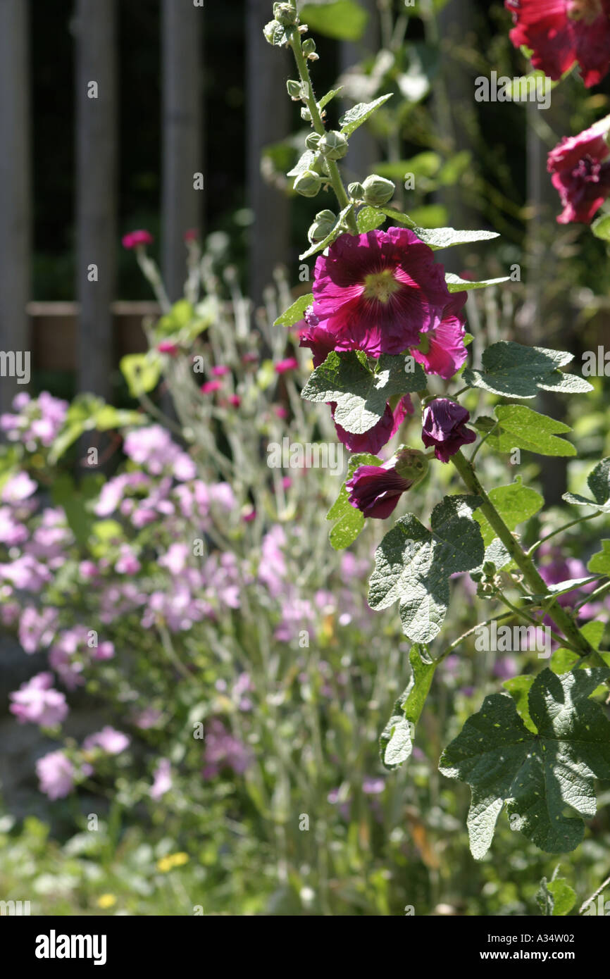 Garden fence with hollyhocks hi-res stock photography and images - Alamy