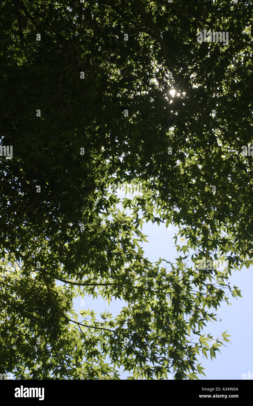 Vertical green tree leaves hi-res stock photography and images - Alamy