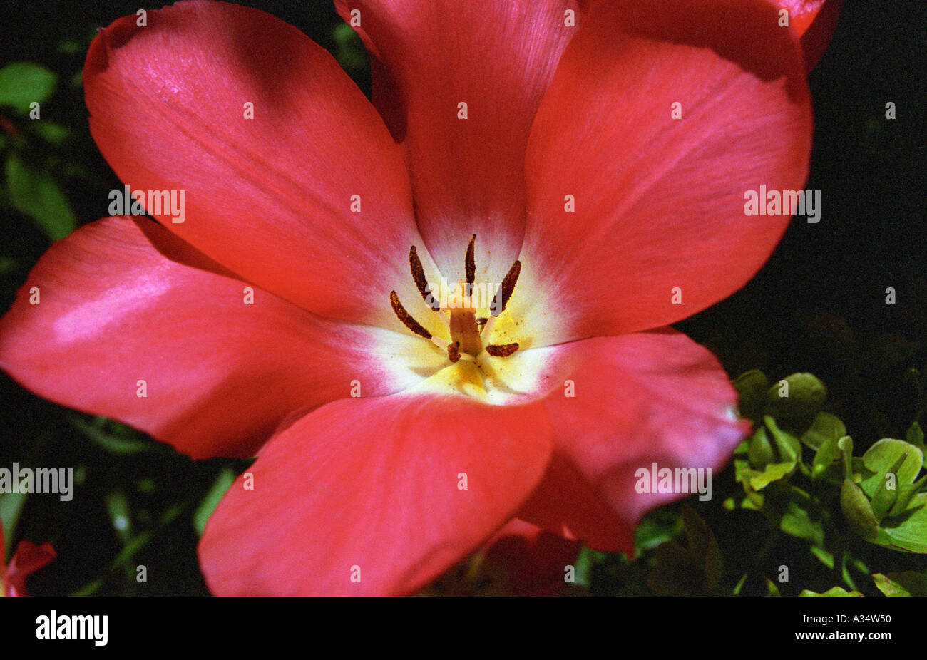 close up of inside pink tulip flower clearly showing flower parts stigma stamens anthers filaments Stock Photo