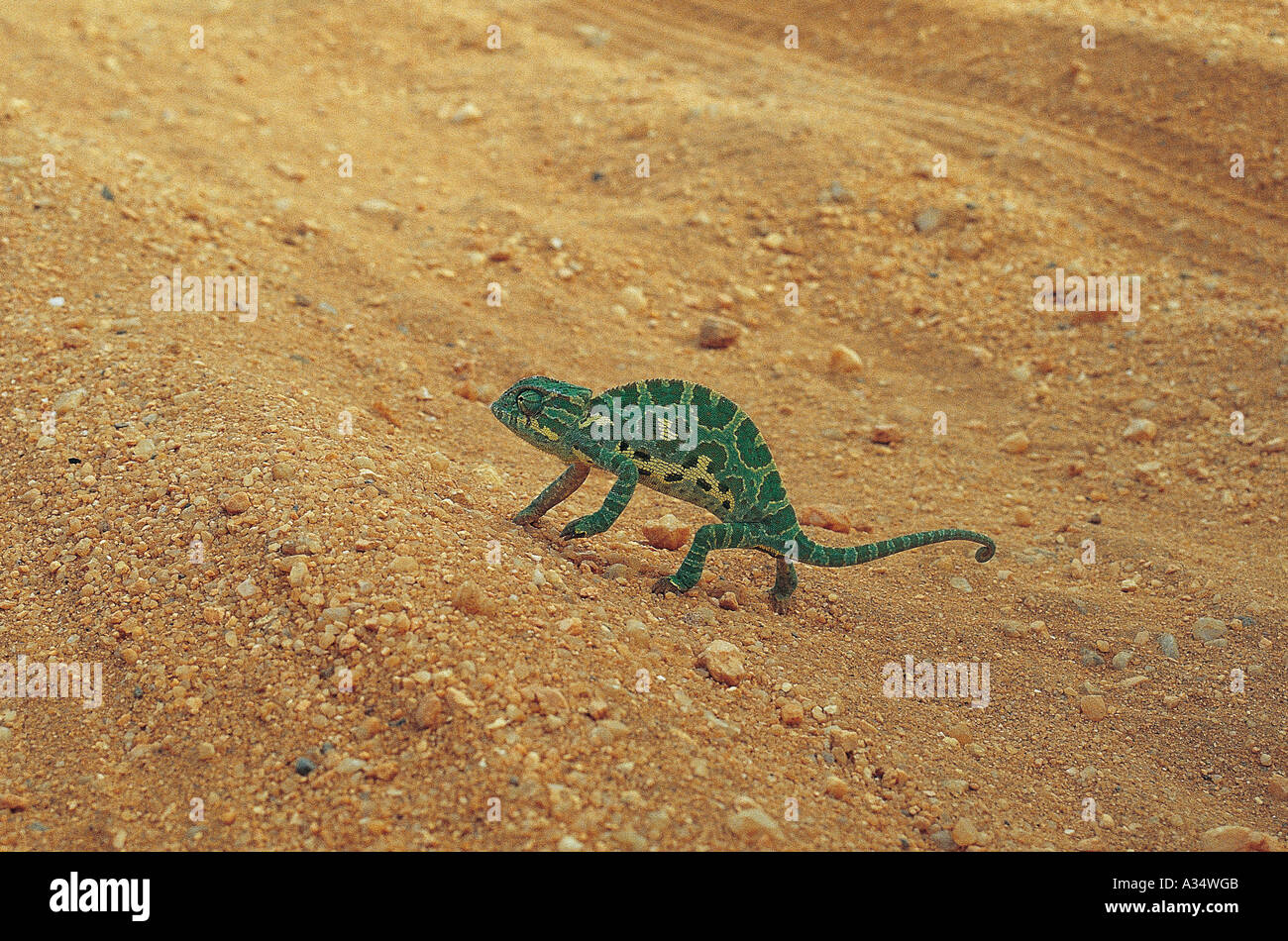 Creeping things hires stock photography and images Alamy