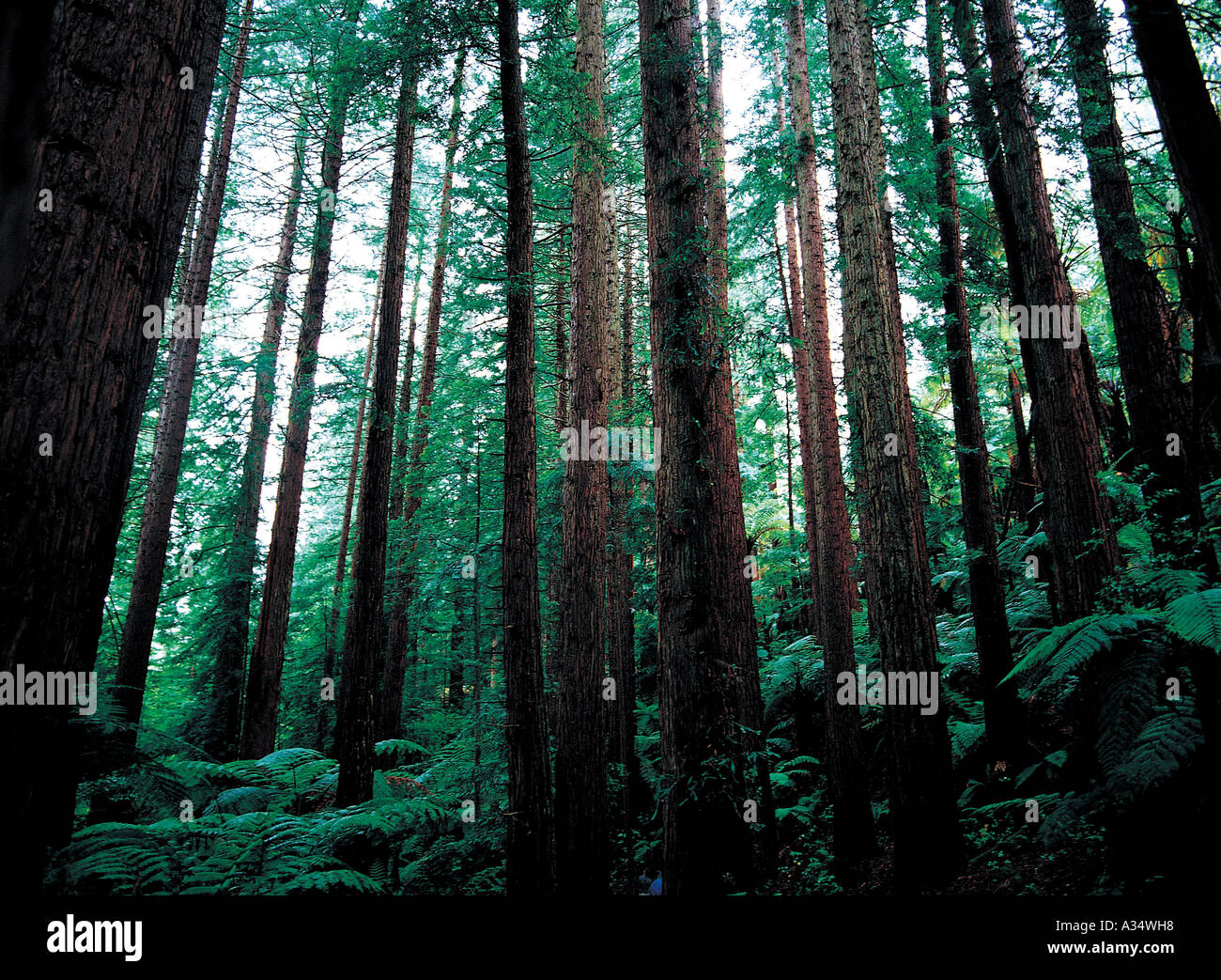 Forest of pine trees Stock Photo - Alamy
