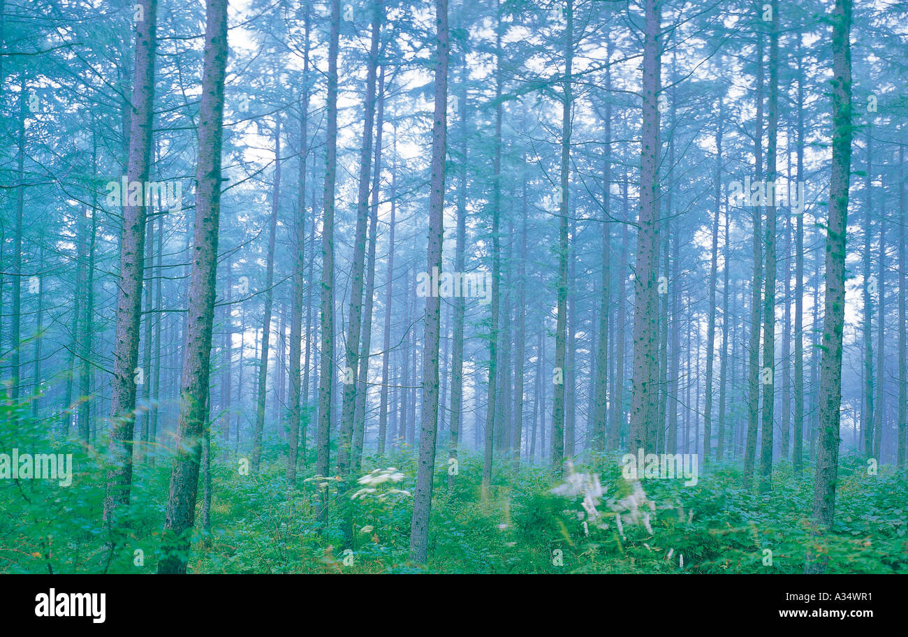 A view on the dense forest in the mist Stock Photo