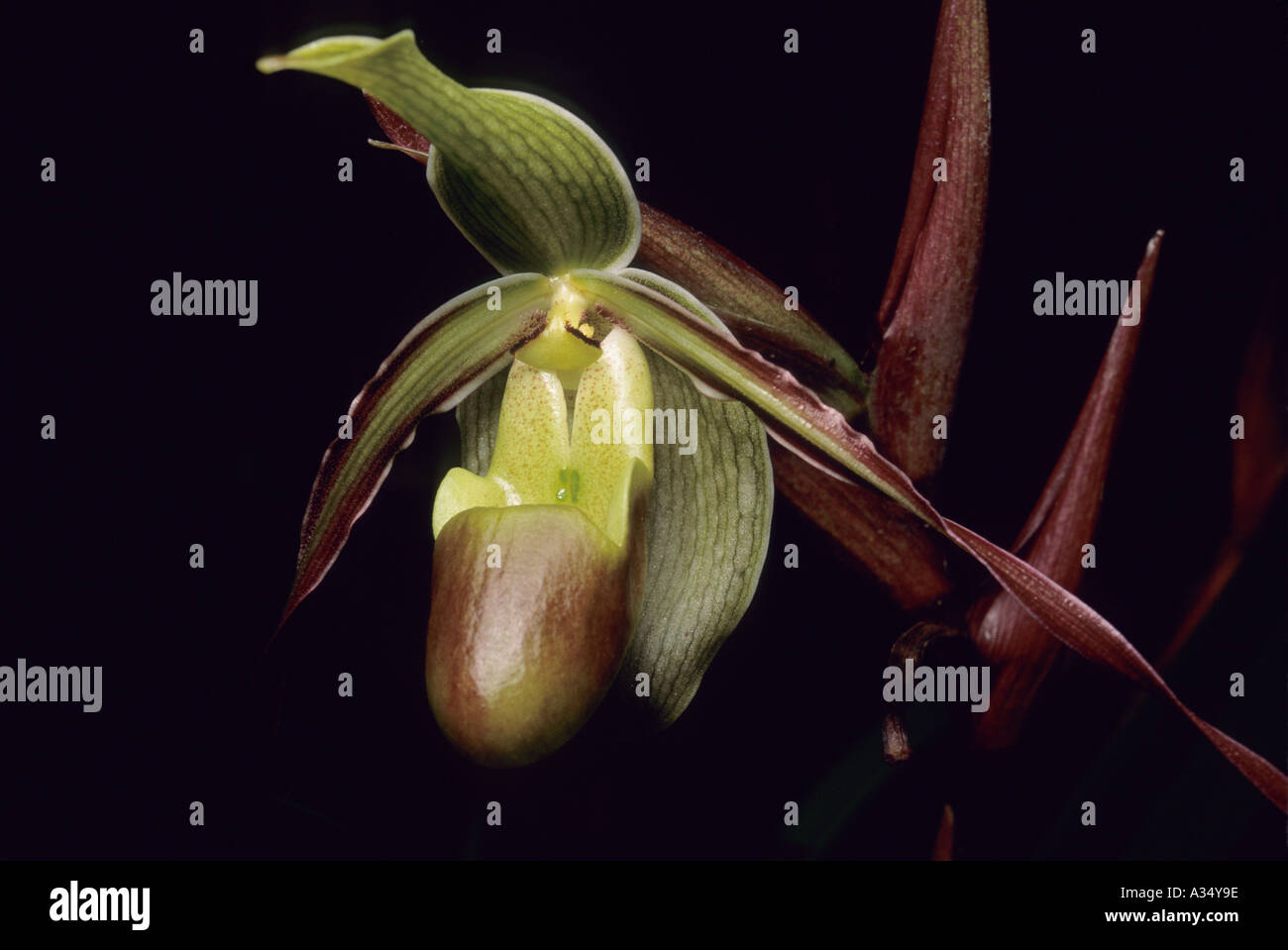 ORCHID WILD (Phragmipedium longifolium) Costa Rica Stock Photo