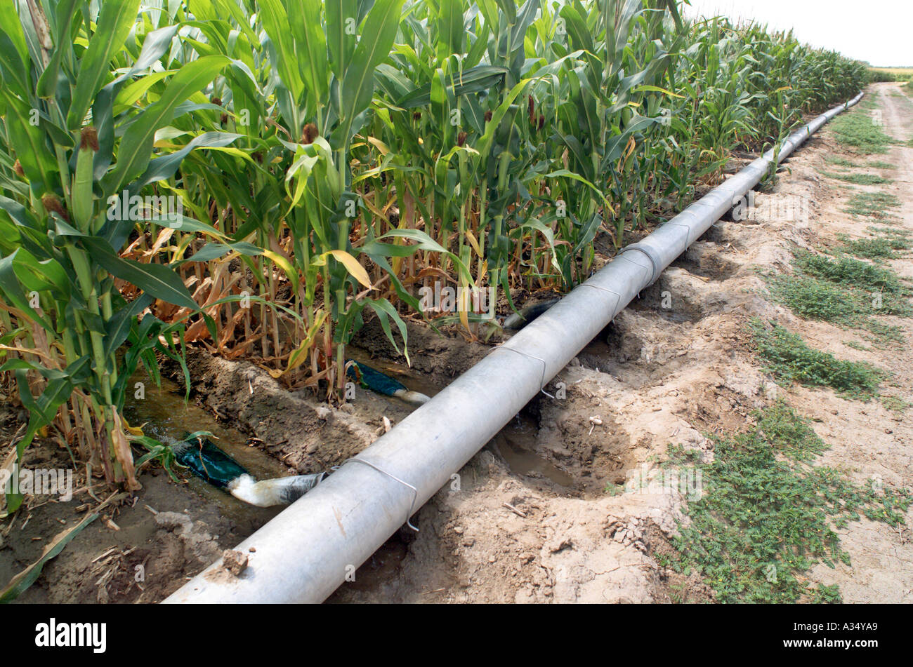 Corn field irrigation Stock Photo Alamy