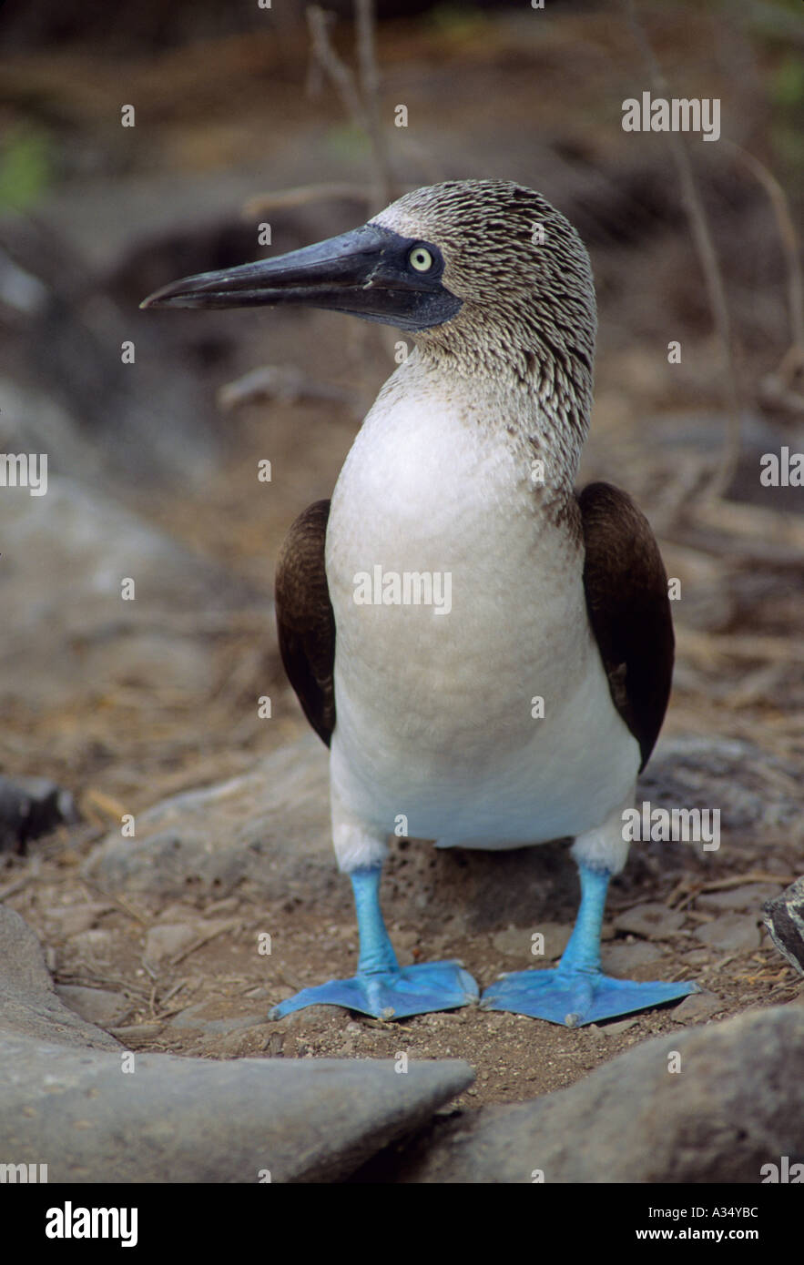 BLUE FOOTED BOOBY (Sula nebouxii) Hood Island Galapagos Stock Photo