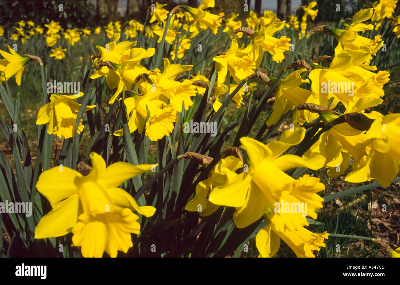 Daffodils Threave Gardens Stock Photo - Alamy