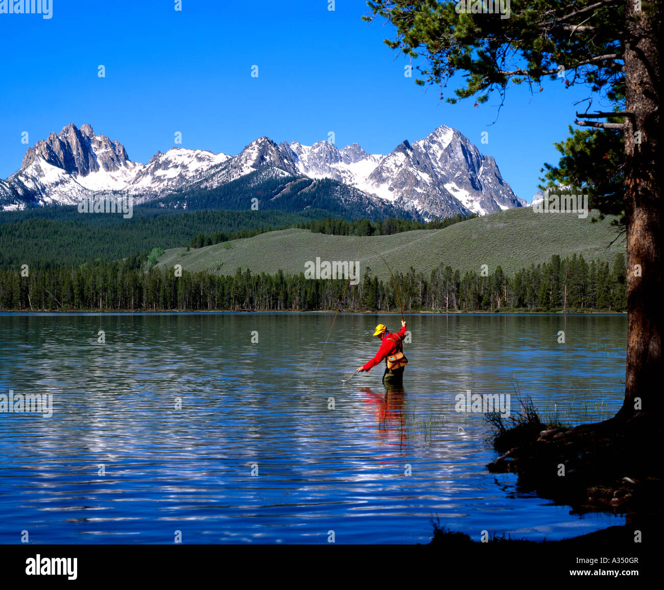 Fly fisherman netting a trout at Little Redfish Lake in the Sawtooth National Recreation Area of Central Idaho Stock Photo