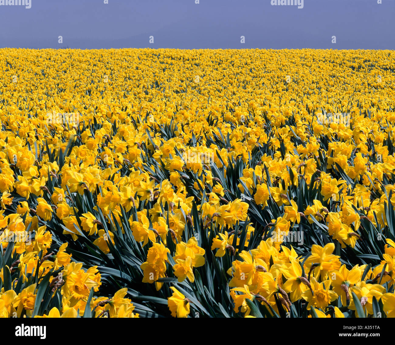 Daffodils on commercial bulb farm Stock Photo Alamy