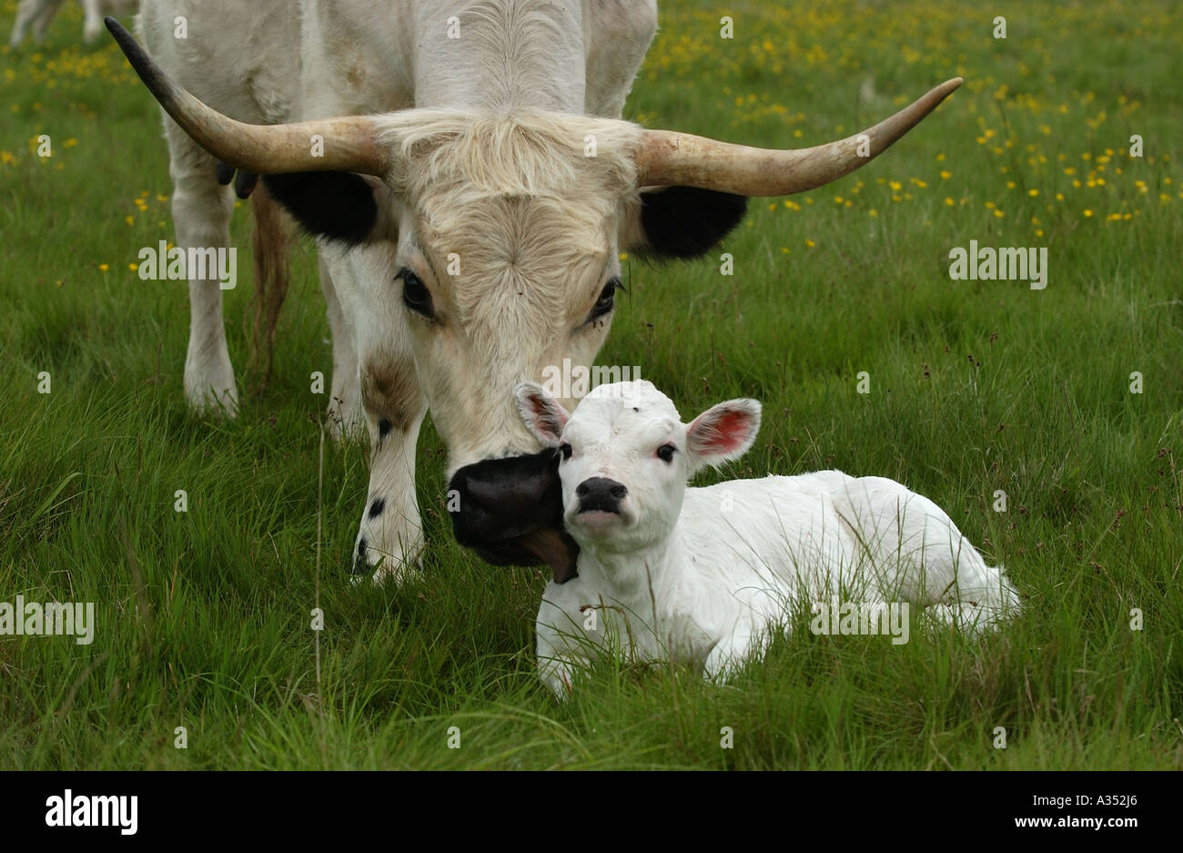 Newly born White Park calf Bos taurus being licked by mother Berkshire UK Stock Photo