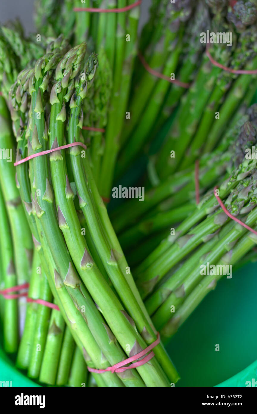 Young fresh green asparagus bunches in water. Stock Photo