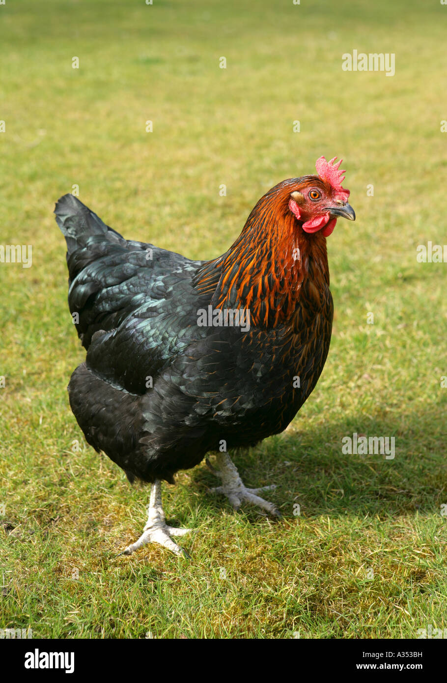 free range domesticated Chicken outside Stock Photo
