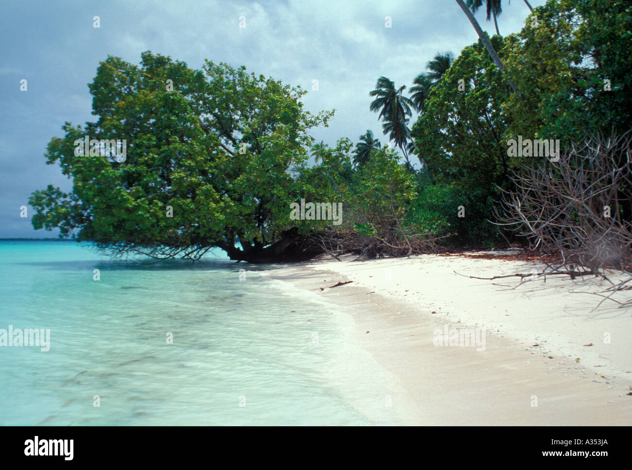 Beach with mangrove and palm trees Diego Garcia Islands in the Indian ...