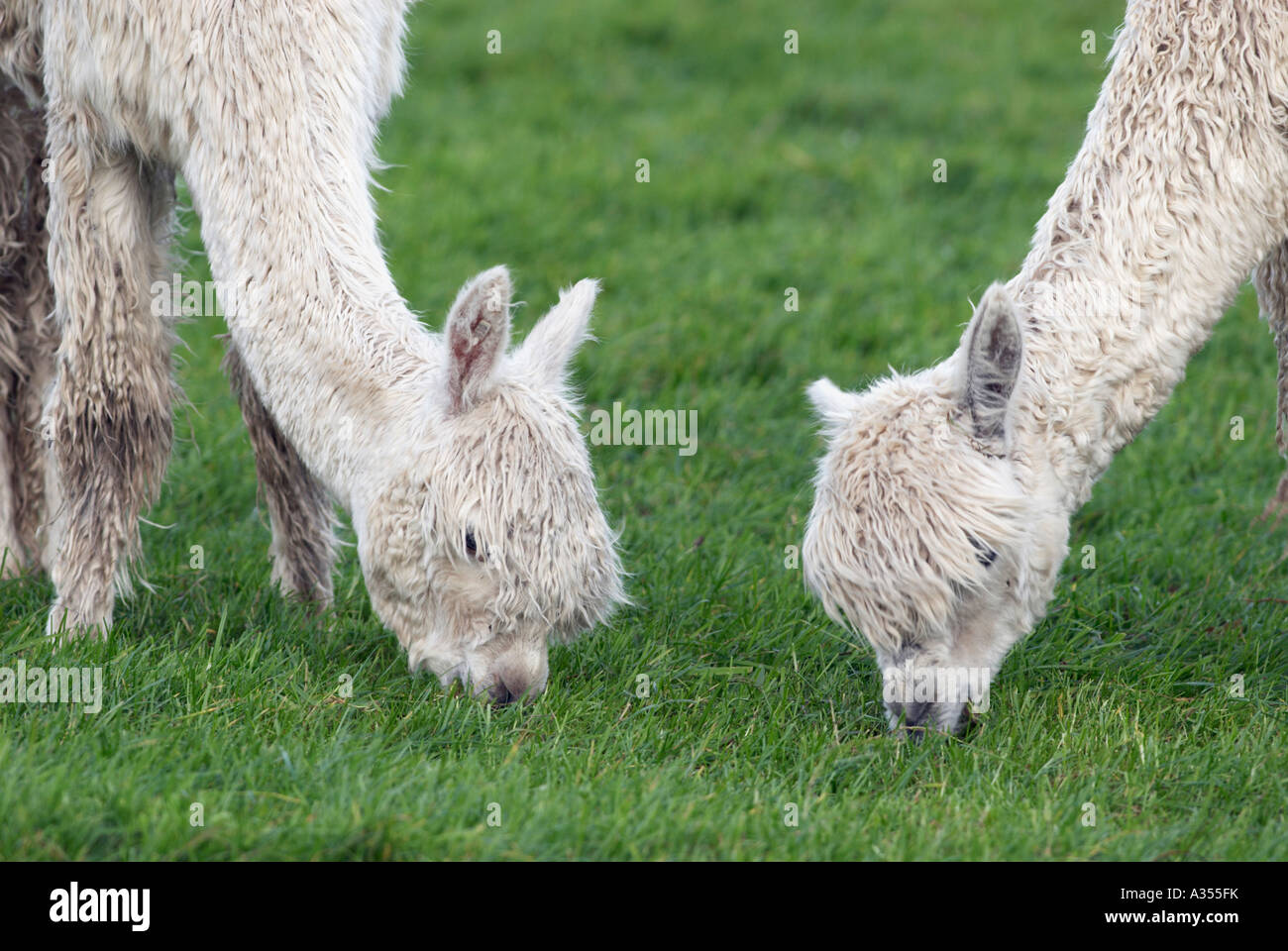 Two Alpaca grazing  at Ringinglow  in Sheffield 'Great Britain' Stock Photo