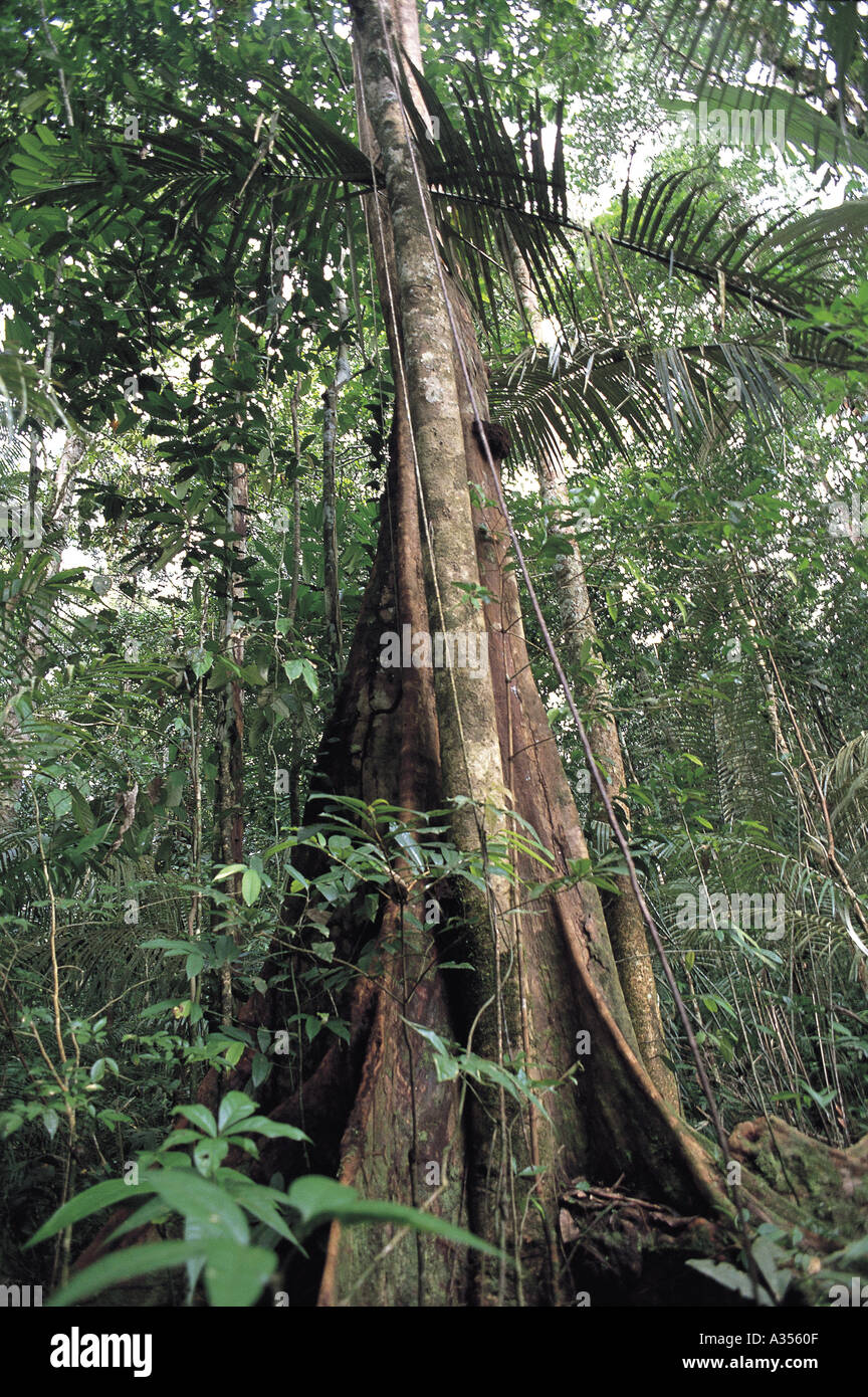 Amazon forest Brazil Large tree with spreading buttress roots lianas Stock  Photo - Alamy