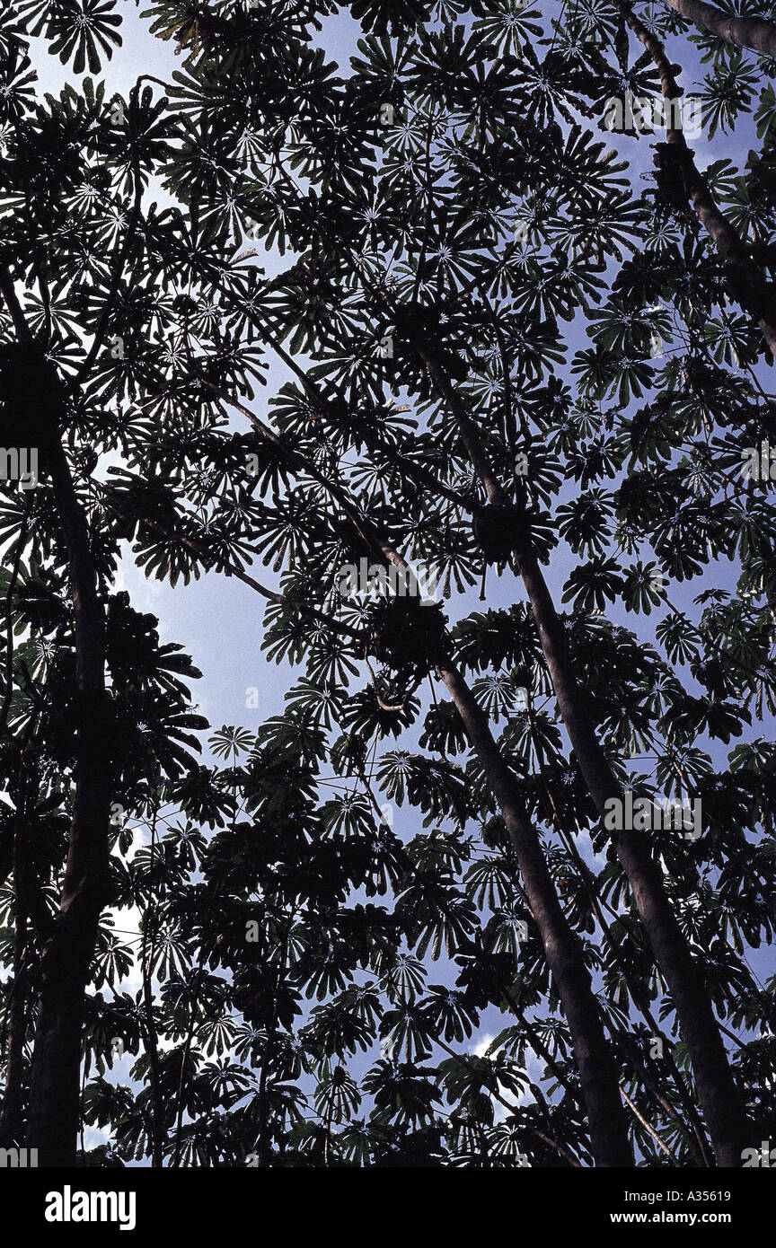 Amazon Brazil Finger shaped leaves of Cecropia sp in silhouette against the sky Roraima State Stock Photo