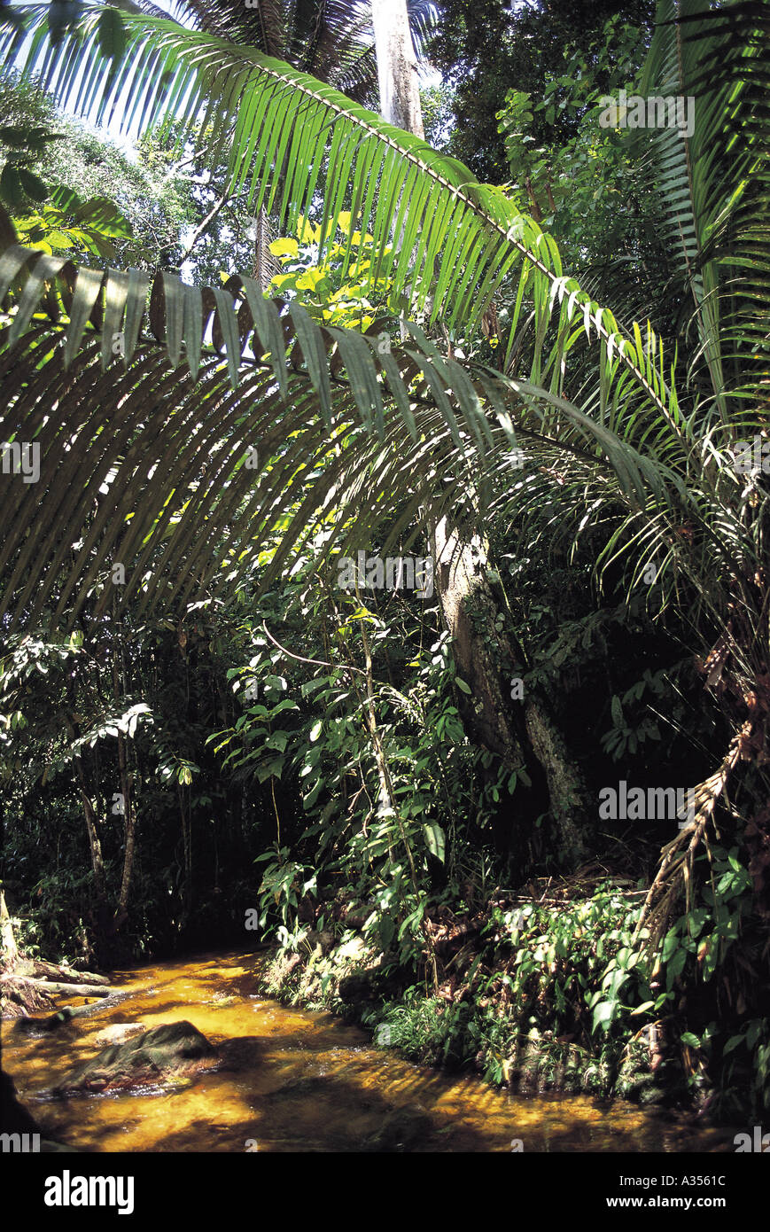 Amazon Basin Brazil Inside the rainforest palm leaves and other vegetation Stock Photo