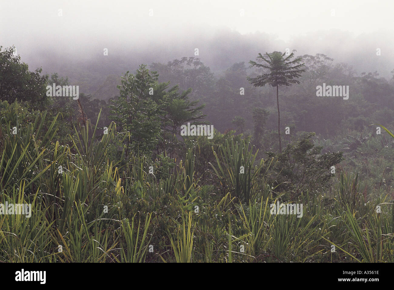 Roraima State Amazon Brazil Rainforest vegetation in the mist at dawn Paapiu Stock Photo
