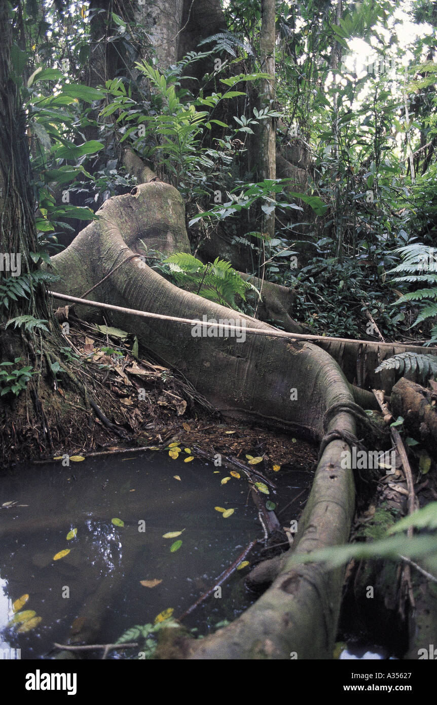 Acre State Amazon Brazil Rainforest tree with roots snaking through a