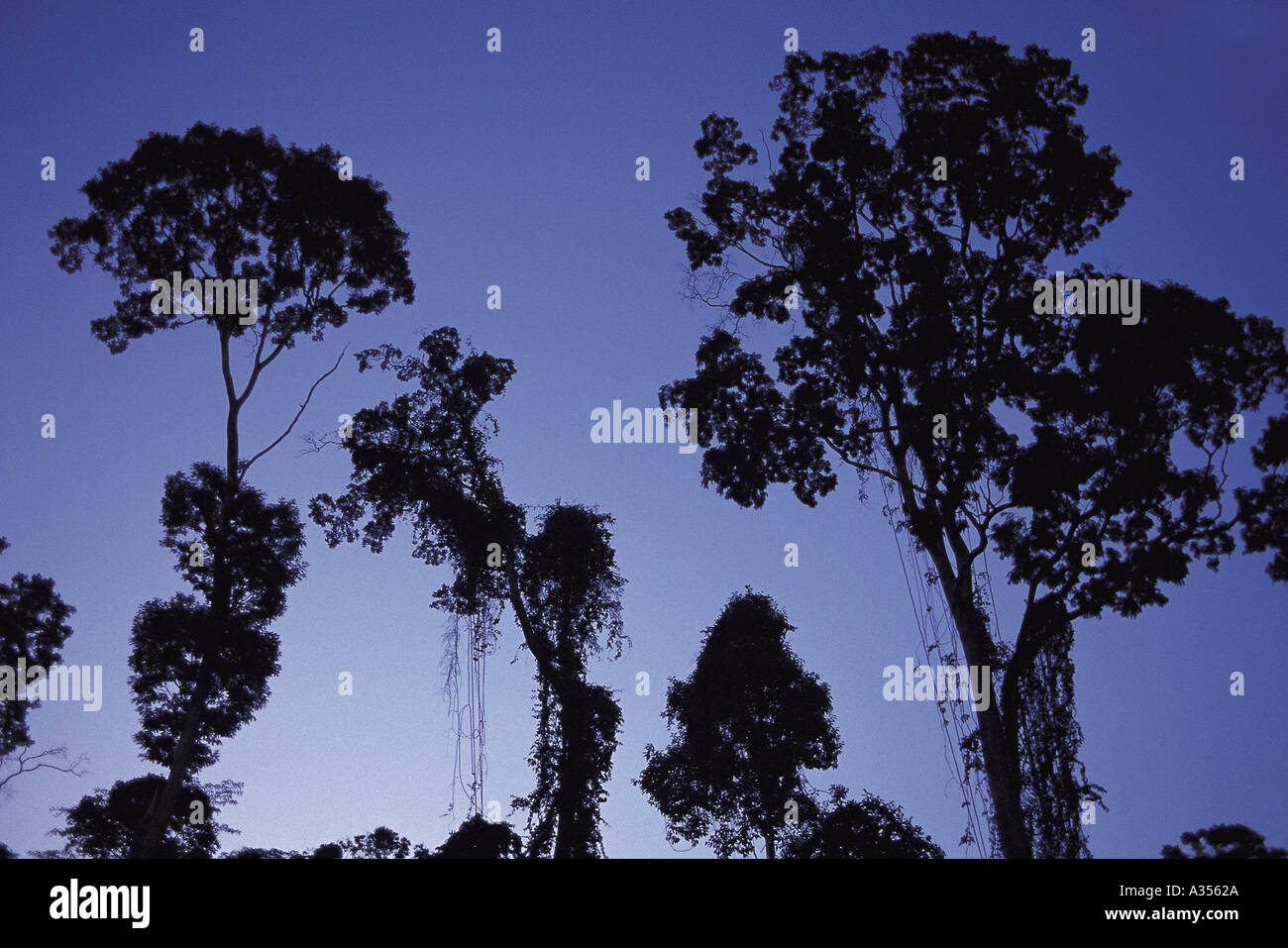 South west Amazon Brazil Rainforest trees in silhouette at nightfall