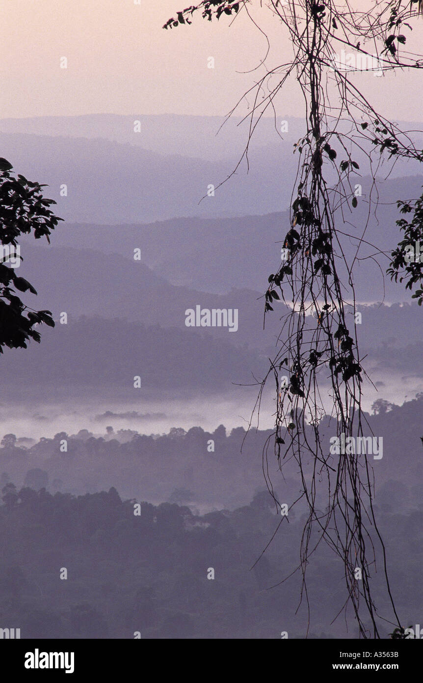Para State Brazil Misty rainforest in dawn light with hanging vegetation in silhouette Serra dos Carajas Stock Photo