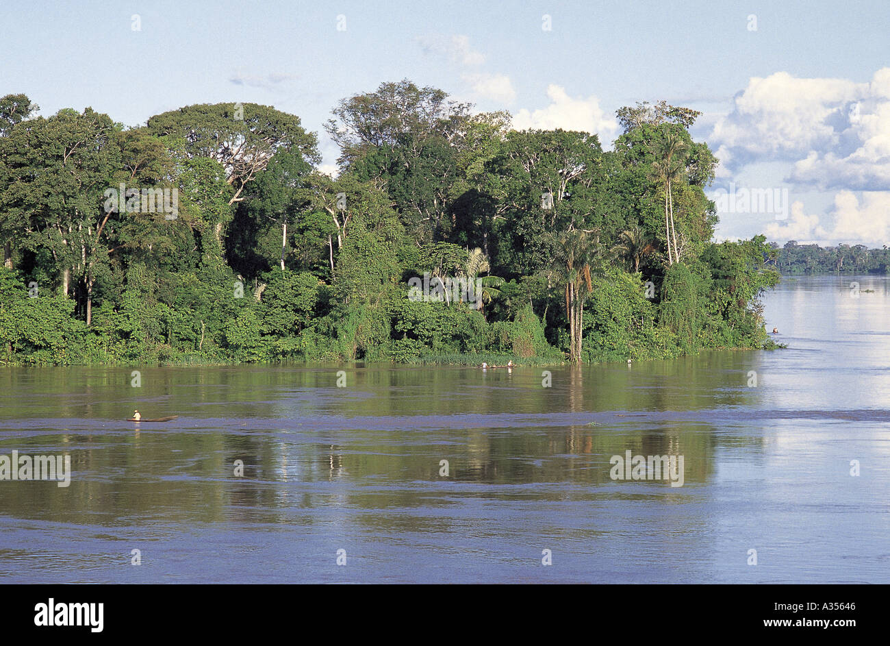Amazonia Brazil Tall trees of the varzea beside the Tefe river in bright sunlight Stock Photo