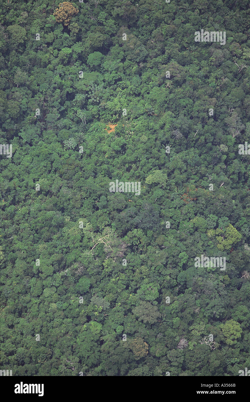 Roraima State Amazon Brazil Aerial view of unbroken rainforest canopy showing mixed species of trees Stock Photo