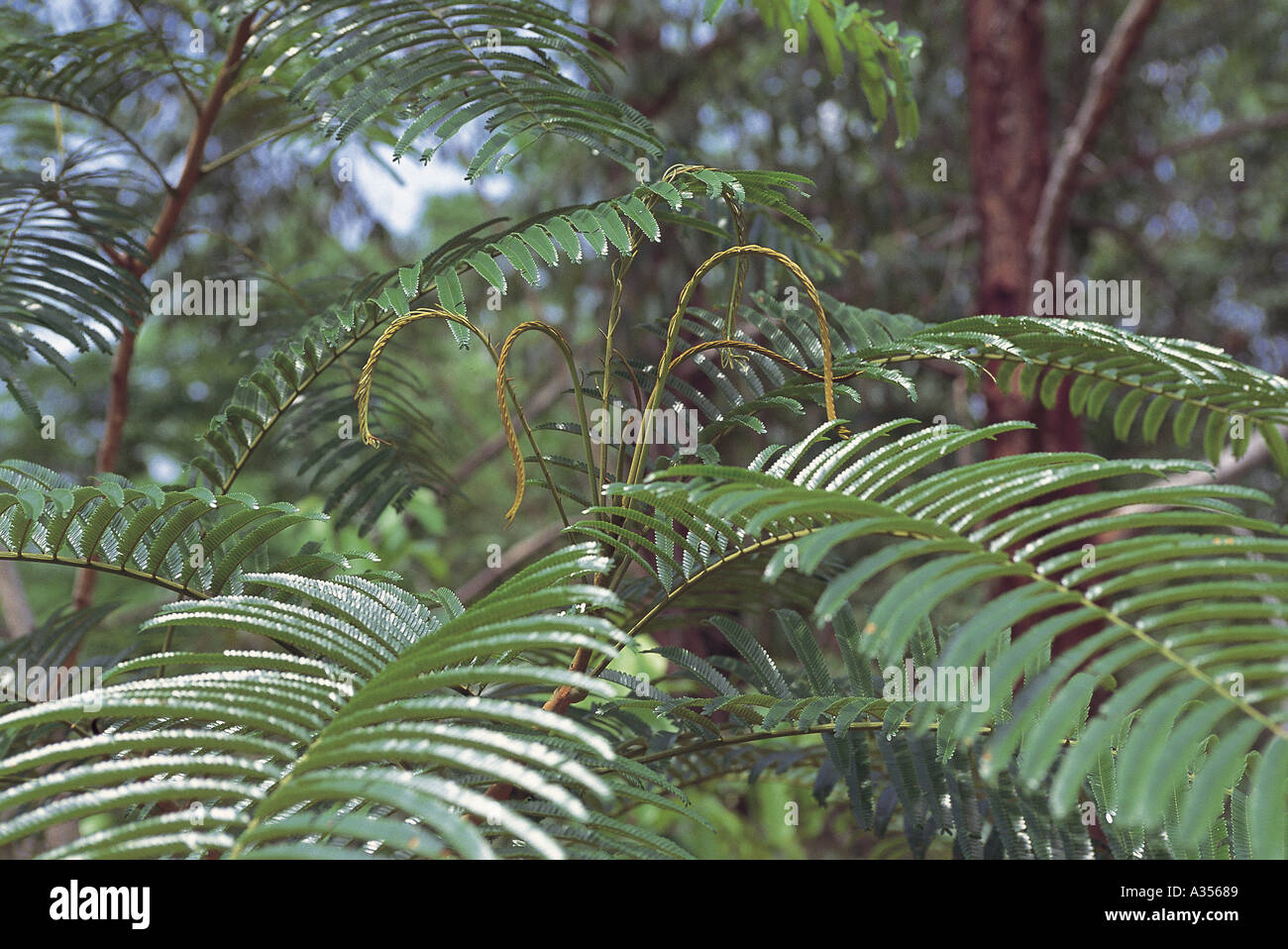 Trombetas Brazil Fern plants in the Amazon rainforest Para State Stock Photo