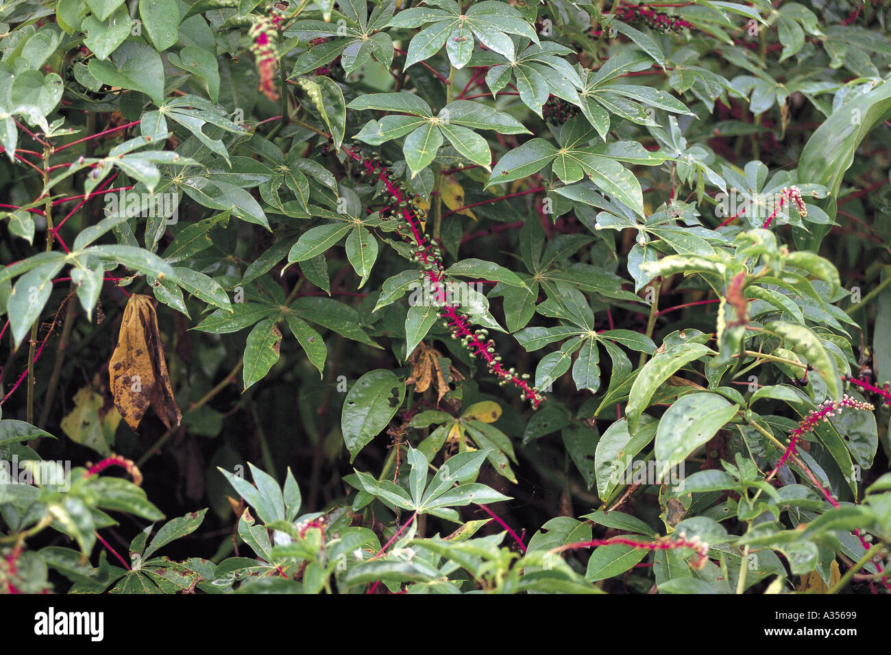 Roraima State Brazil Phytolocca sp edible berries in the Amazon rainforest  Stock Photo - Alamy