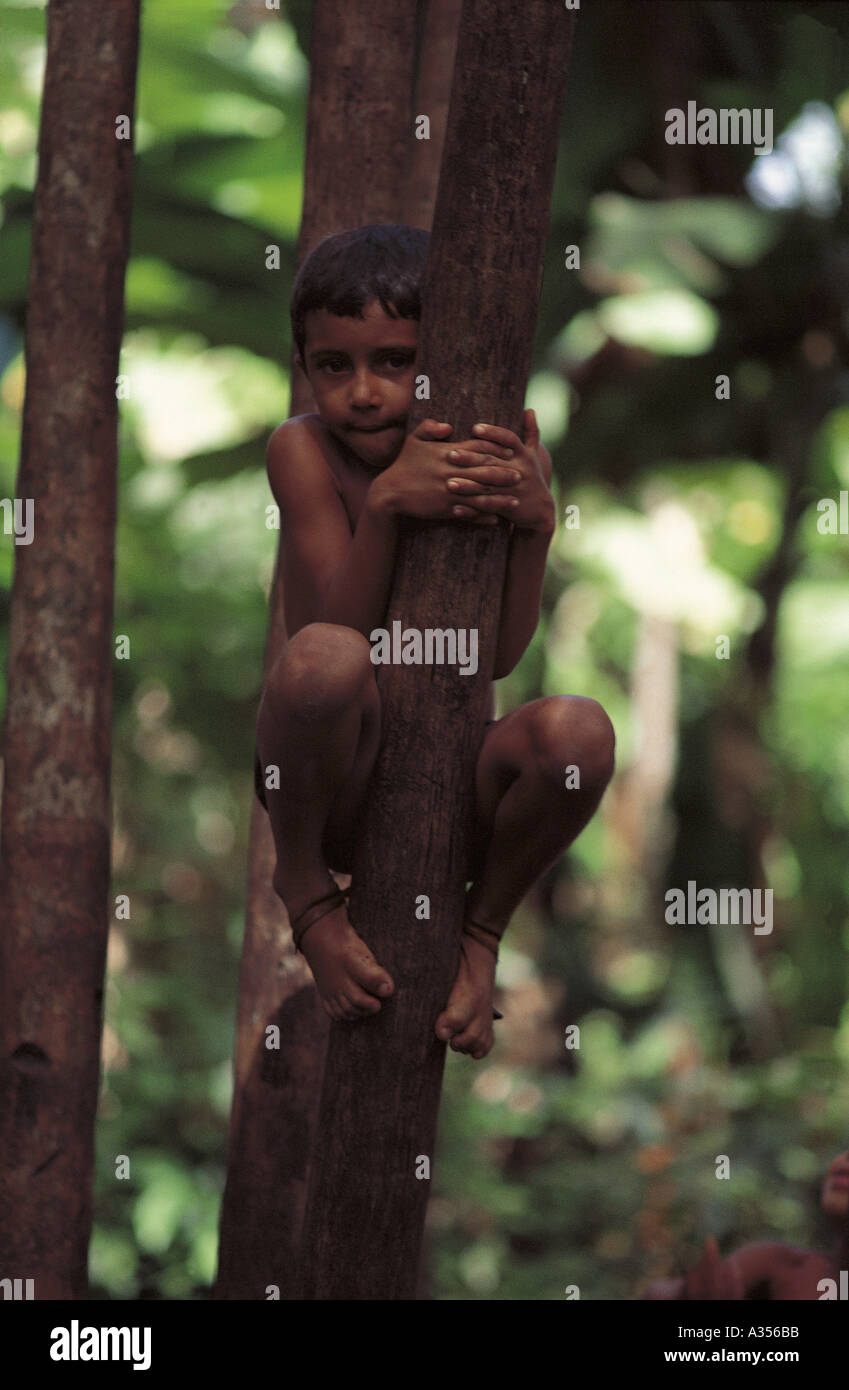 Para Amazon Brazil Boy climbing a tree barefoot to collect fruit Stock