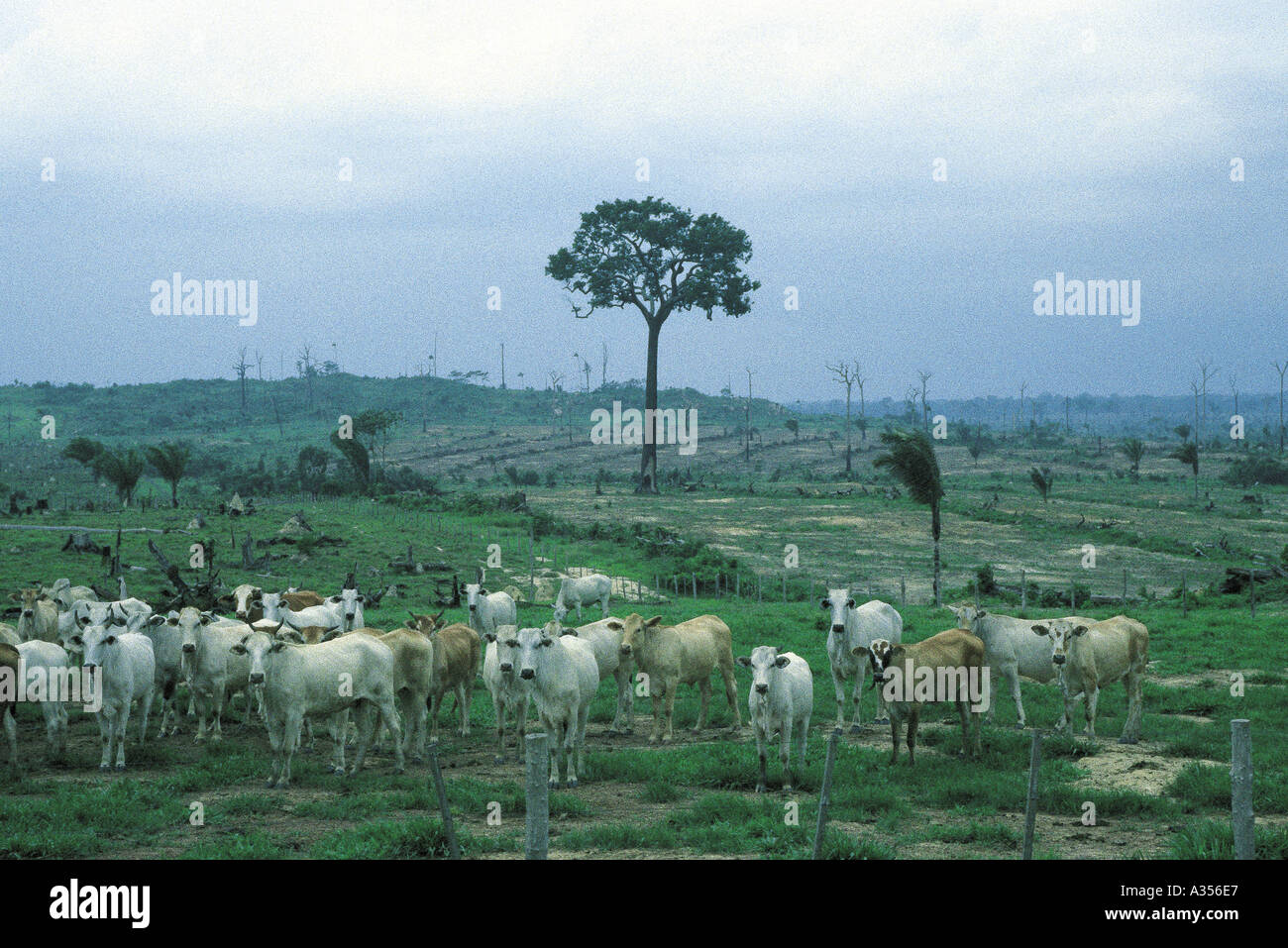 Juruena Amazon Brazil Fazenda Sao Marcelo cattle on newly cleared rainforest land one brazil nut tree left Stock Photo