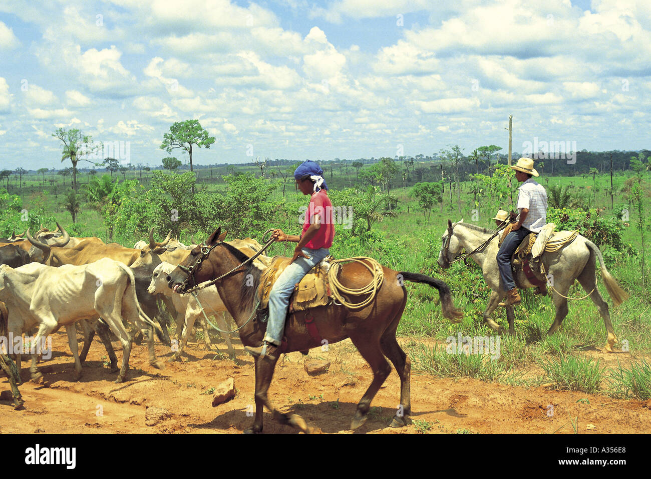 Amazon Brazil Cowboys herding skinny zebu cattle on a cattle ranch in an area previously forested with rainforest Stock Photo