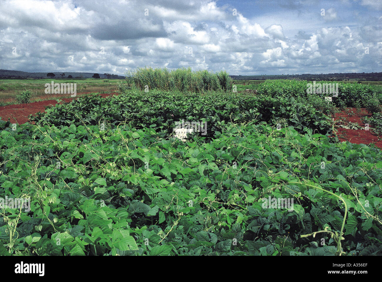Goias Brazil Plantation of beans with experimental plot marker sign Stock Photo
