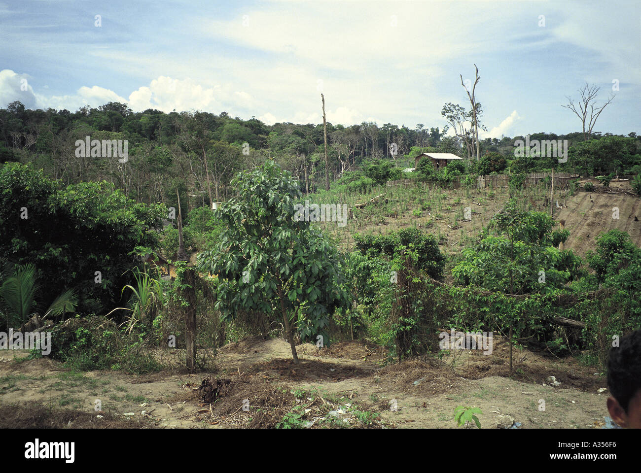 Tree Settlement Near Manaus Brazil Settler cultivation on poor sandy soil variety of ...