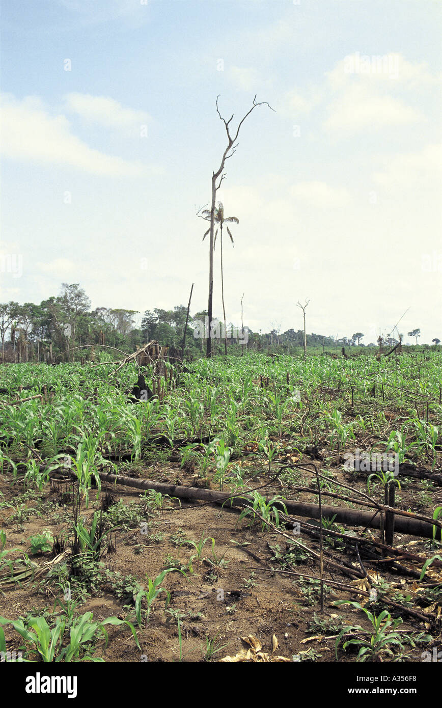 Juruena Brazil Planted plot of manioc mandioca cassava and maize sweet corn in newly cleared land Stock Photo