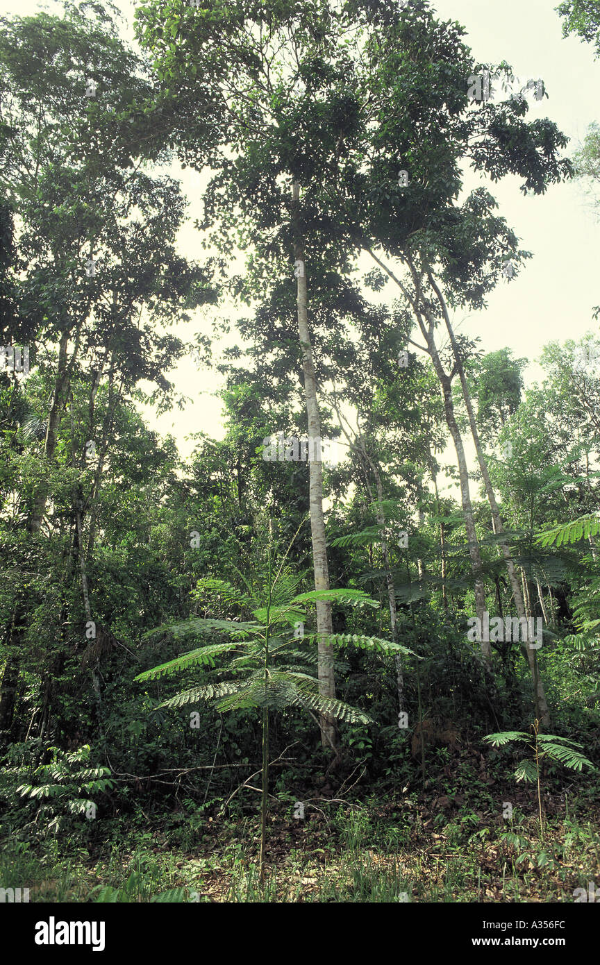 File:Caobo - Cedro caoba (Swietenia macrophylla) (14557718478).jpg