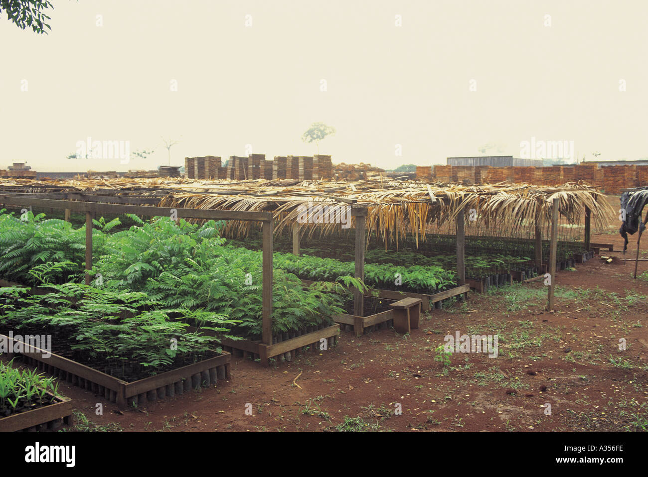 Juruena Brazil Nursery of seedlings for reforestation of rainforest land Stock Photo