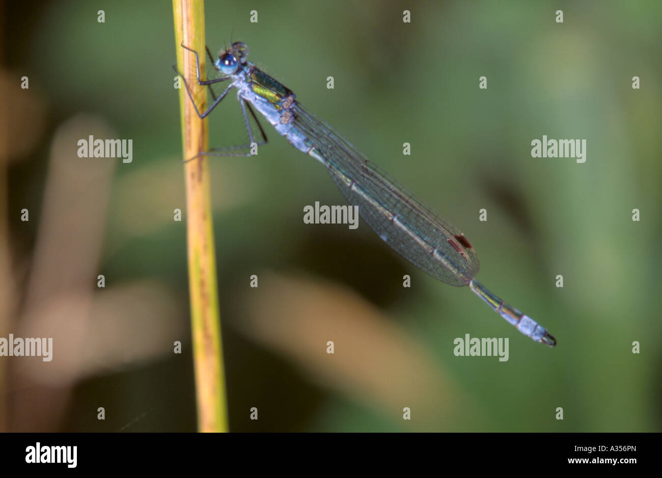 Male Emerald Damselfly (Lestes sponsa Stock Photo - Alamy
