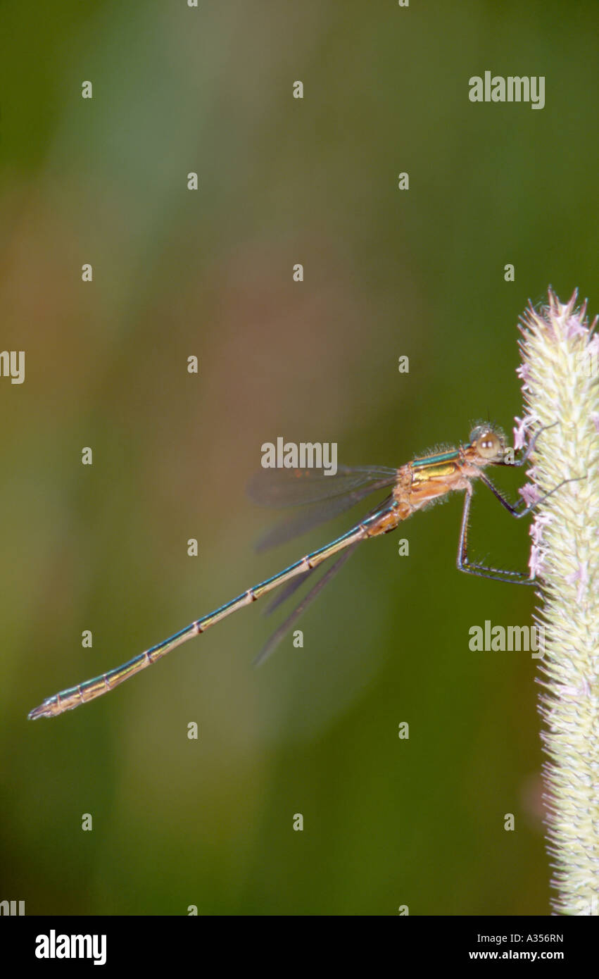 Female Emerald Damselfly (Lestes sponsa Stock Photo - Alamy