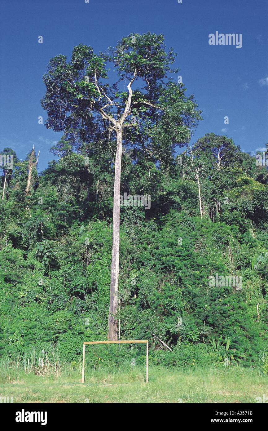 Brazil Nut Tree Stock Photo Alamy