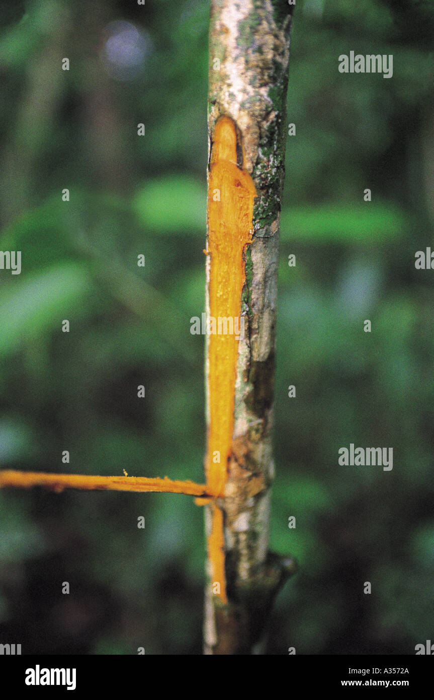 Quinine Stock Photos & Quinine Stock Images Alamy