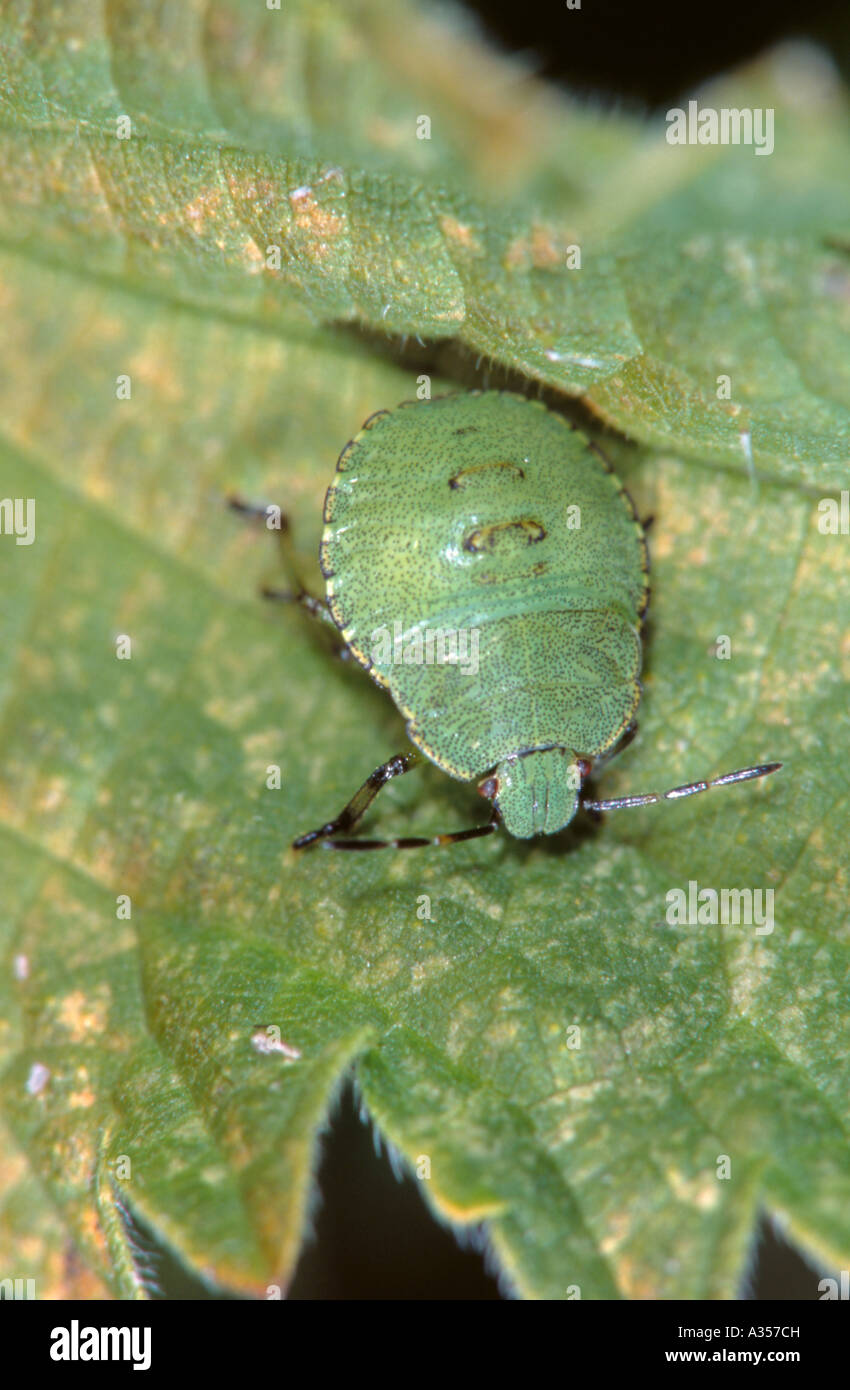 Larva of the Green Shield Bug (Palomena prasina). Family; Pentatomidae. Stock Photo