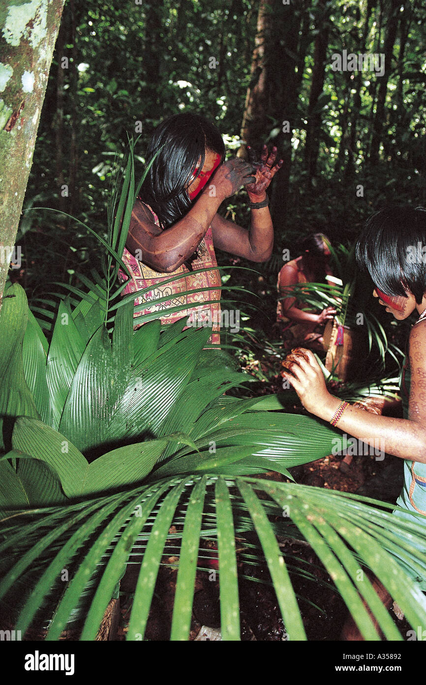 A Ukre village Brazil Kayapo women collecting Brazil nuts in the forest Xingu Indigenous Reserve Stock Photo