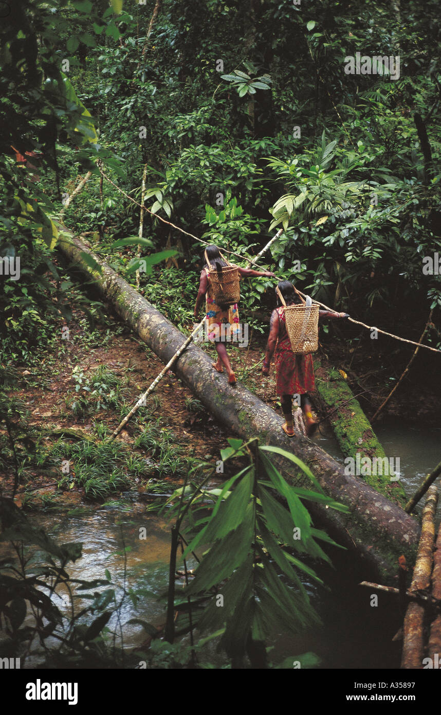 A Ukre village Brazil Kayapo women carrying baskets on their backs walking across a log bridge Xingu Indigenous Resv Stock Photo