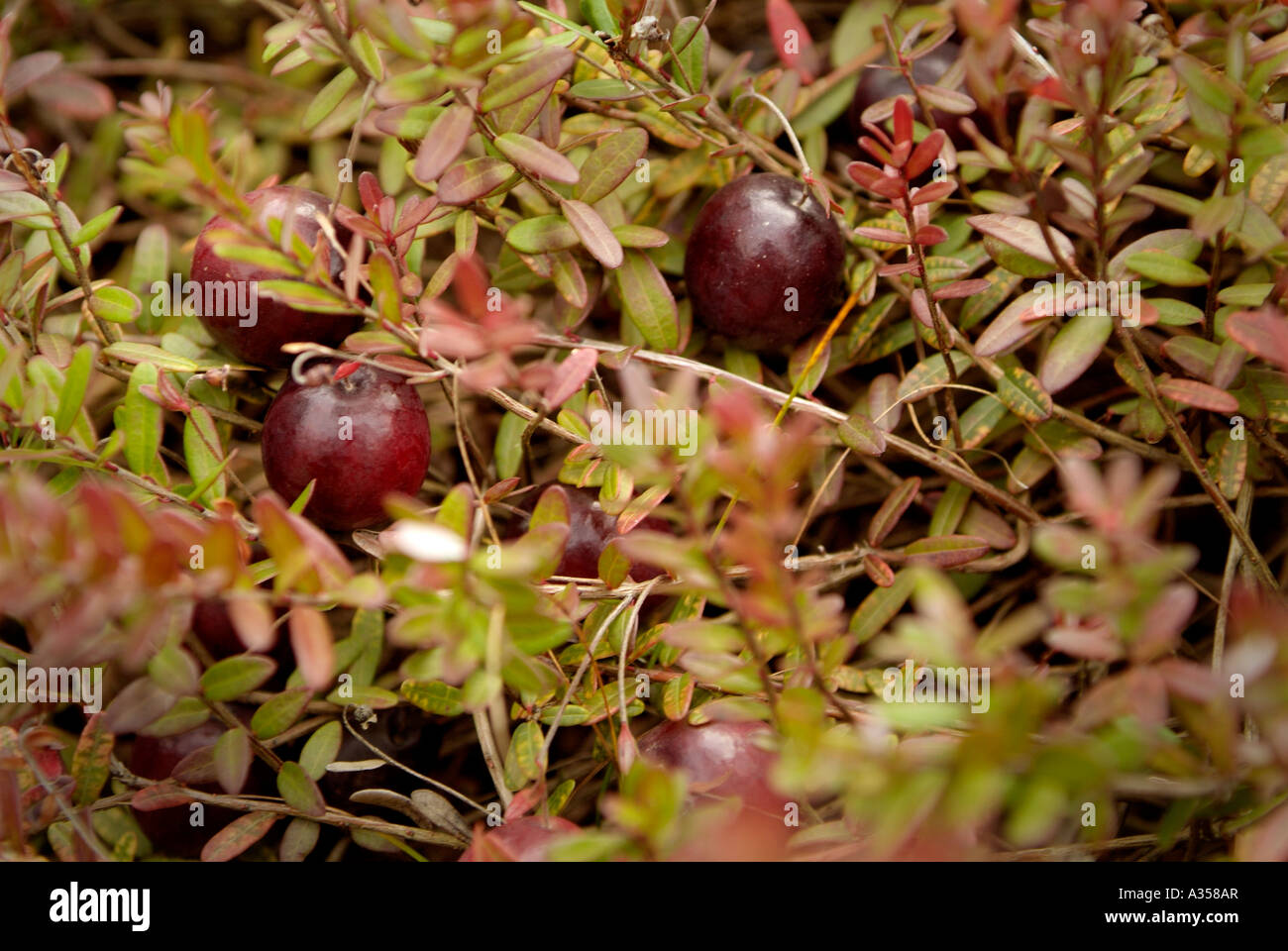 Cranberries growing hires stock photography and images Alamy