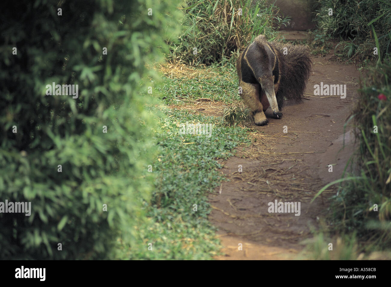 Brazil Giant anteater Myrmecophagidae tridactyla Tamandua Stock Photo