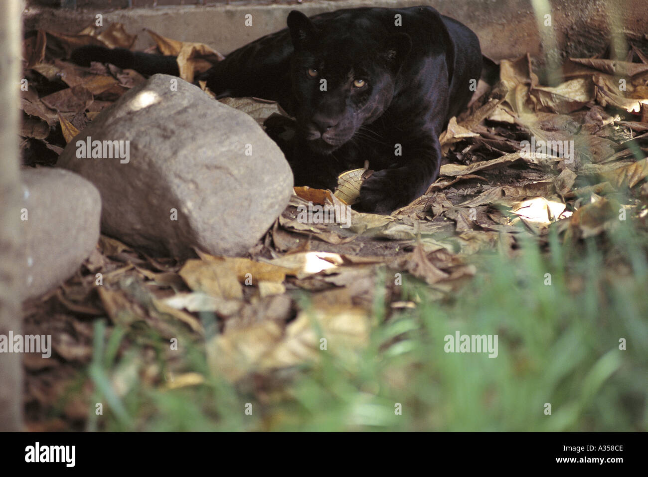 Amazon Brazil Black Jaguar Onca Panthera onca also known as black panther Stock Photo
