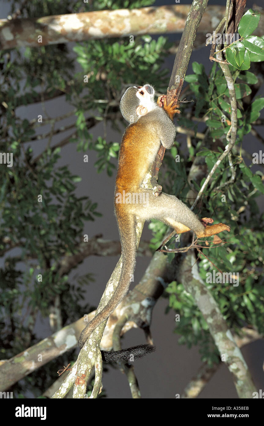 Rio Negro River Amazonas State Brazil Squirrel monkey Saimiri sp resting on a tree Stock Photo