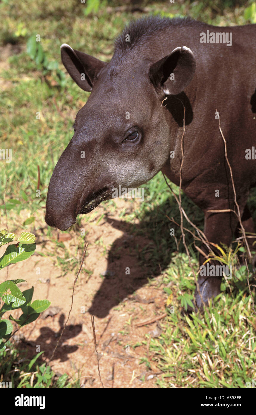 Amazon Brazil Tapir Tapirus terrestris anta a South American odd toed ungulate Mato Grosso State Stock Photo